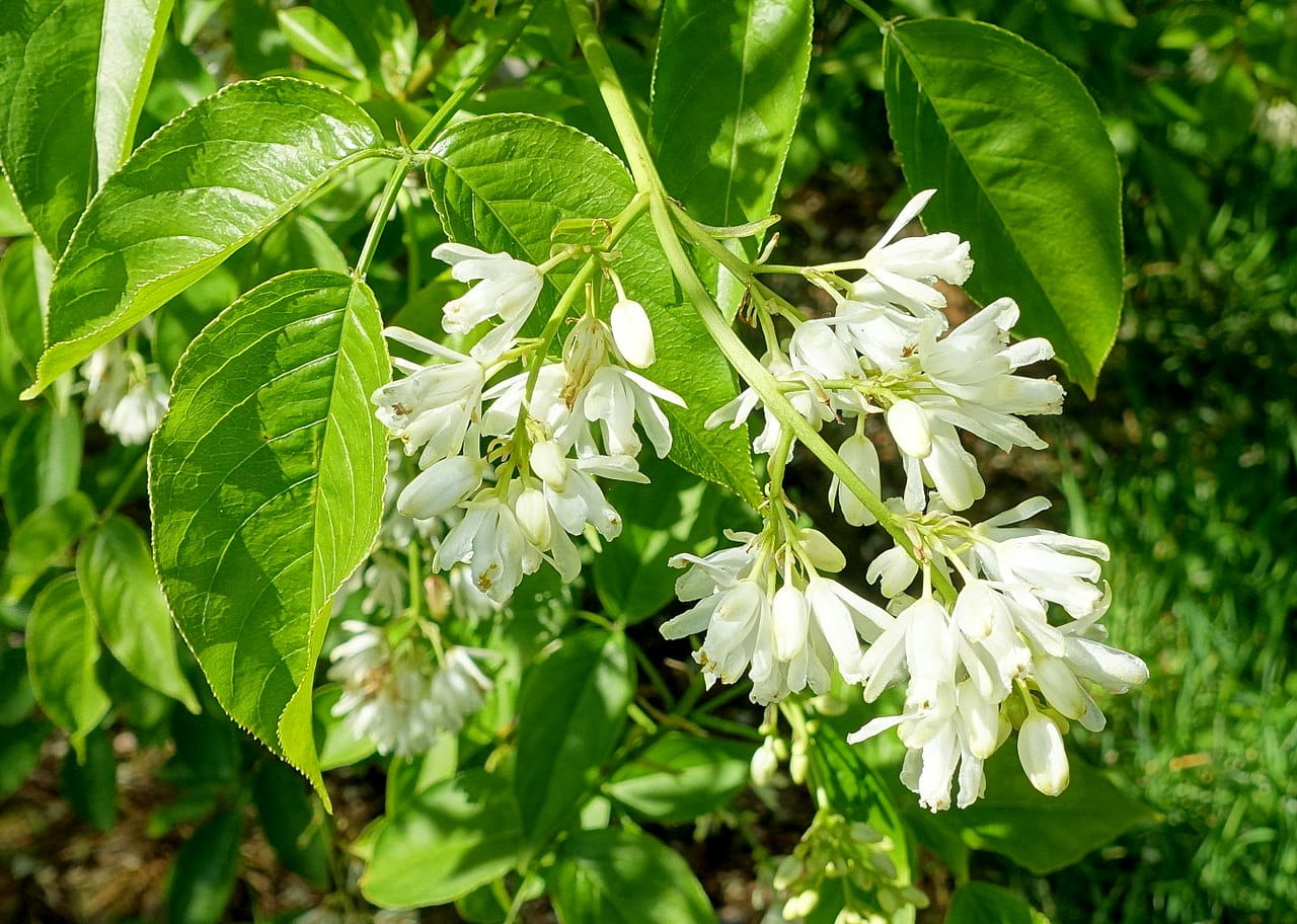 Kolchische Pimpernuss • Staphylea colchica