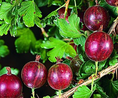 Stachelbeere 'Captivator' • Ribes uva-crispa 'Captivator'
