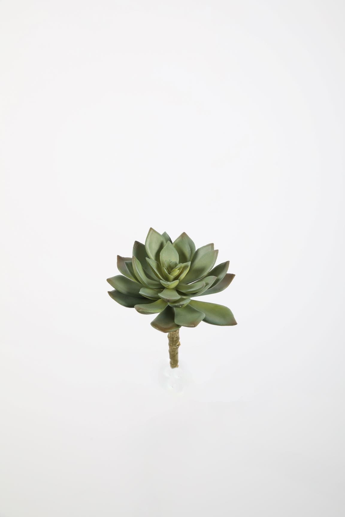 Colours & Green Seidenblume Succulent Stem