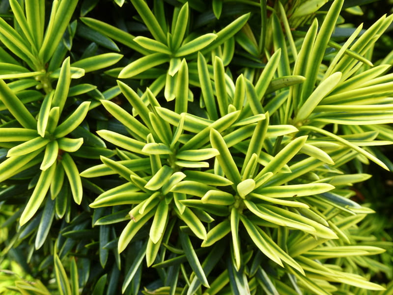 Gelbe Säuleneibe 'Fastigiata Aureomarginata' • Taxus baccata 'Fastigiata Aureomarginata' Ansicht 3