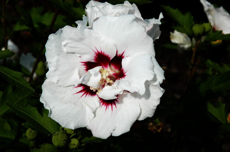 Garteneibisch Speciosus • Hibiscus Speciosus Ansicht 1