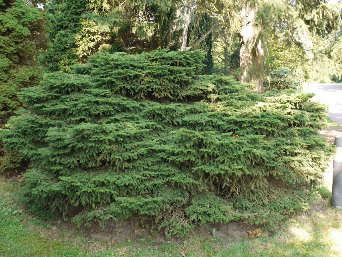 Nest-Fichte 'Nidiformis' • Picea abies 'Nidiformis' Ansicht 4