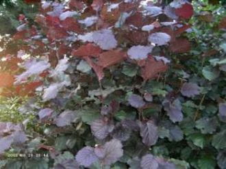 Corylus avellana \'Rotblättrige Zellernuss\' günstig kaufen | Obstbäume & Gemüsepflanzen