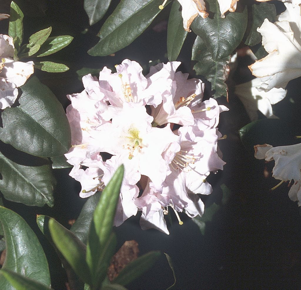 Rhododendron 'Dagmar' • Rhododendron Hybride 'Dagmar' Ansicht 1