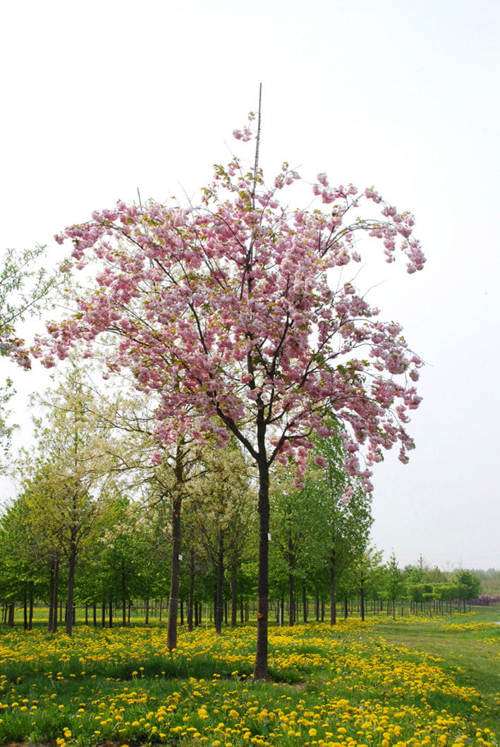 Hellrosa Nelkenkirsche 'Pink Perfection' • Prunus serrulata 'Pink Perfection' Ansicht 4