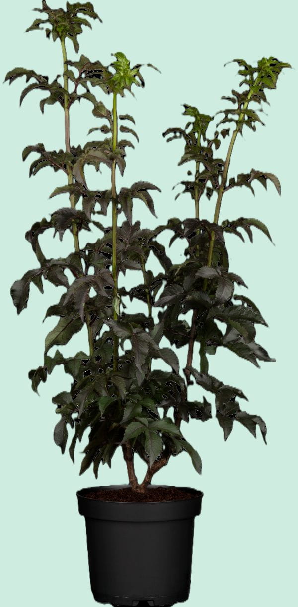 Rotlaubige Säulen-Fliederbeere 'Black Tower' • Sambucus nigra 'Black Tower' Ansicht 5