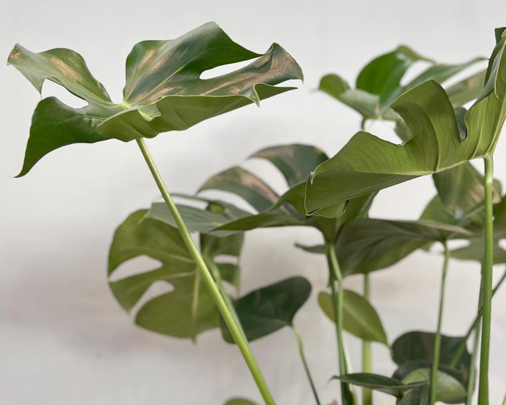 Fensterblatt • Monstera deliciosa Topfdurchmesser 21 cm, 70 cm hoch Topfware Ansicht 2