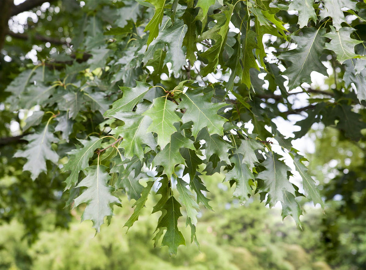 Amerikanische Roteiche • Quercus rubra Ansicht 2