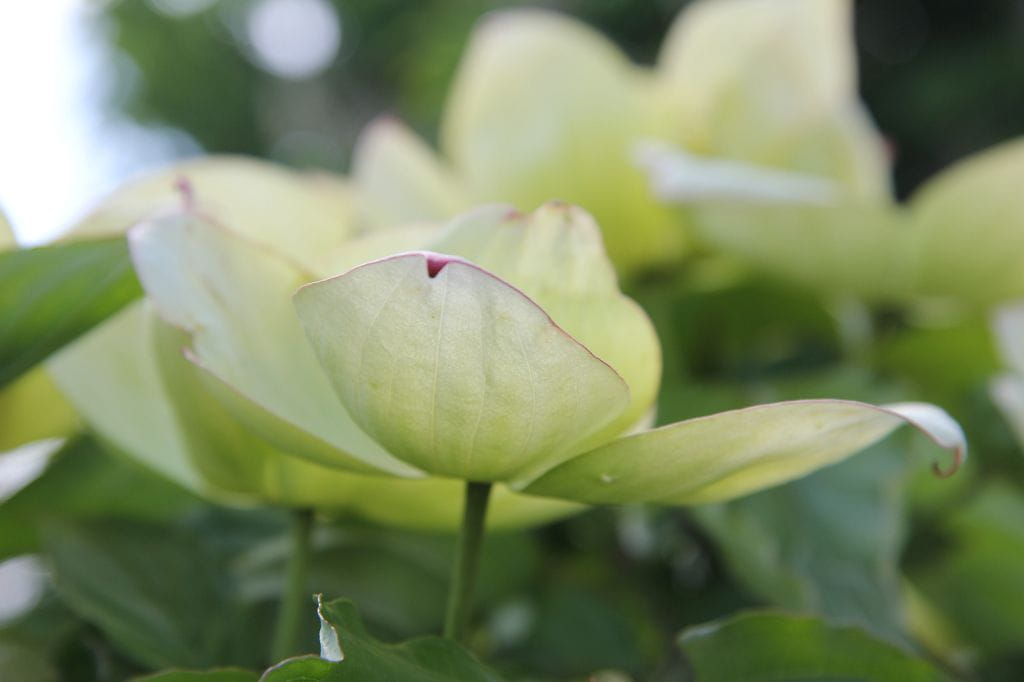 Japanischer Blumen-Hartriegel 'Venus' • Cornus kousa 'Venus' Ansicht 8 Japanischer Blumen-Hartriegel 'Venus' • Cornus kousa 'Venus' Ansicht 8