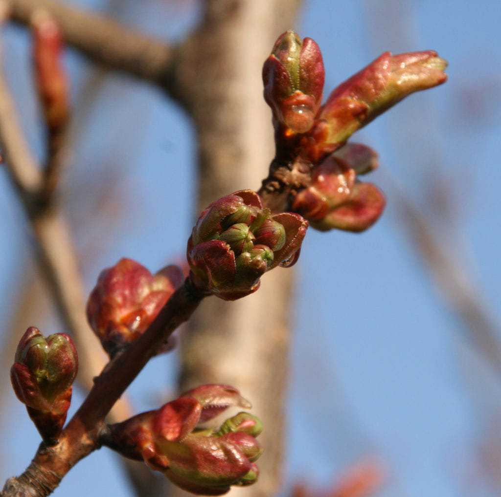 Japanische Blütenkirsche 'Kanzan' • Prunus serrulata 'Kanzan' Ansicht 8