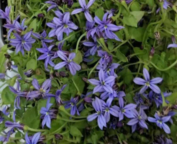 Blauer Bubikopf • Isotoma fluviatilis Ansicht 4