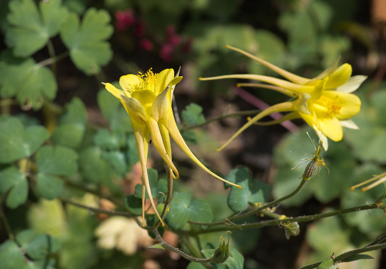 Langspornige Akelei 'Yellow Queen' • Aquilegia chrysantha 'Yellow Queen'