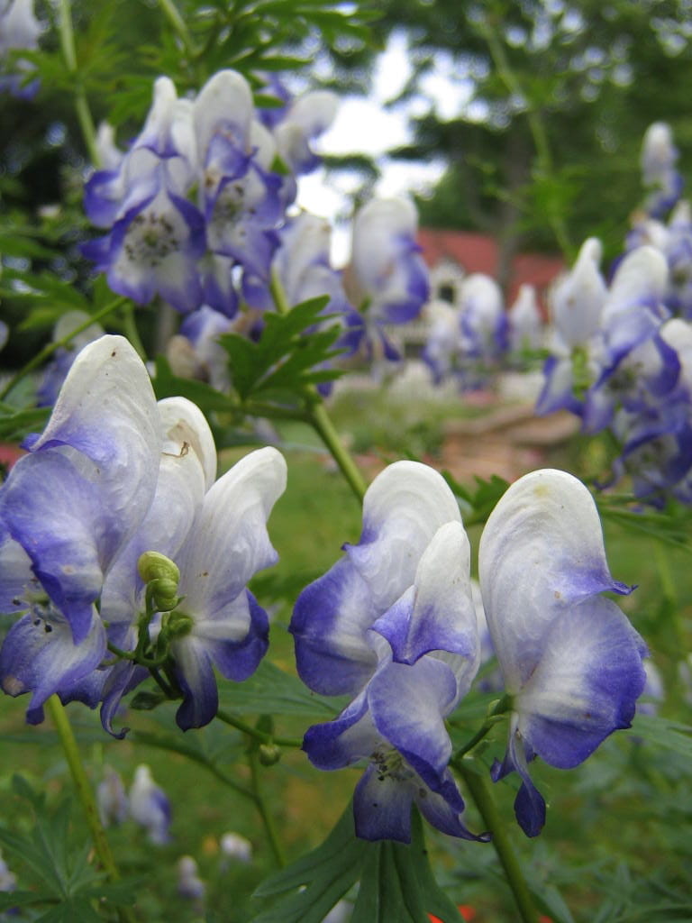 Weiß-blauer Eisenhut 'Bicolor' • Aconitum cammarum 'Bicolor'