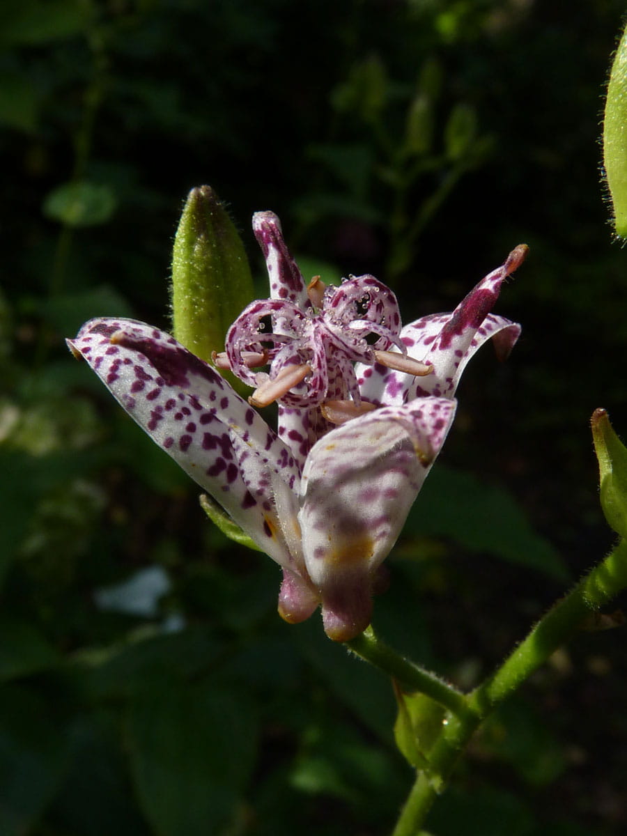 Formosa-Krötenlilie • Tricyrtis formosana Ansicht 2