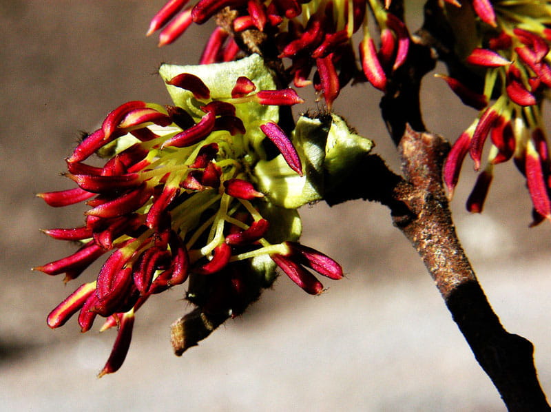 Eisenholzbaum • Parrotia persica Ansicht 7