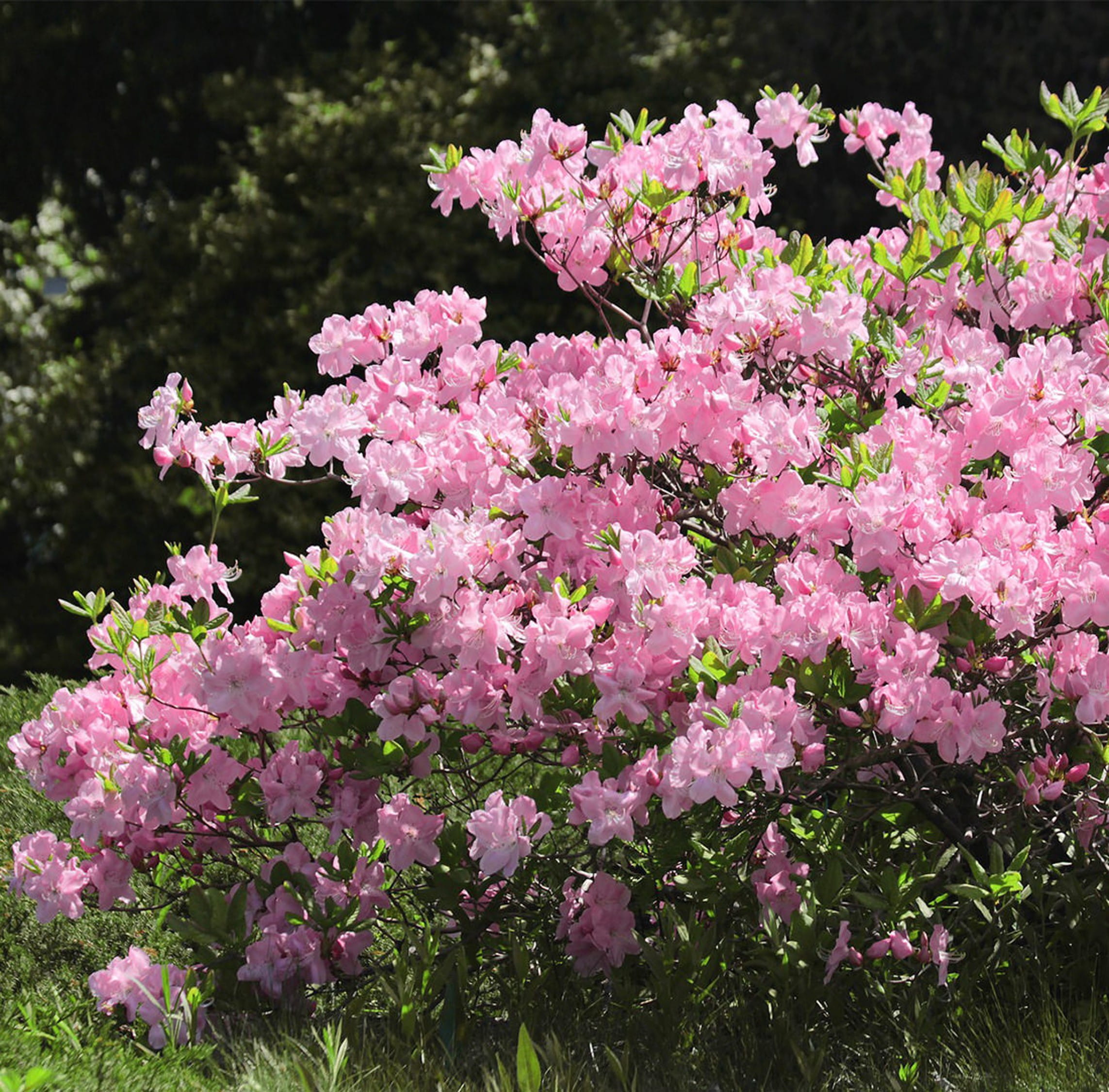 Rhododendron Wildarten
