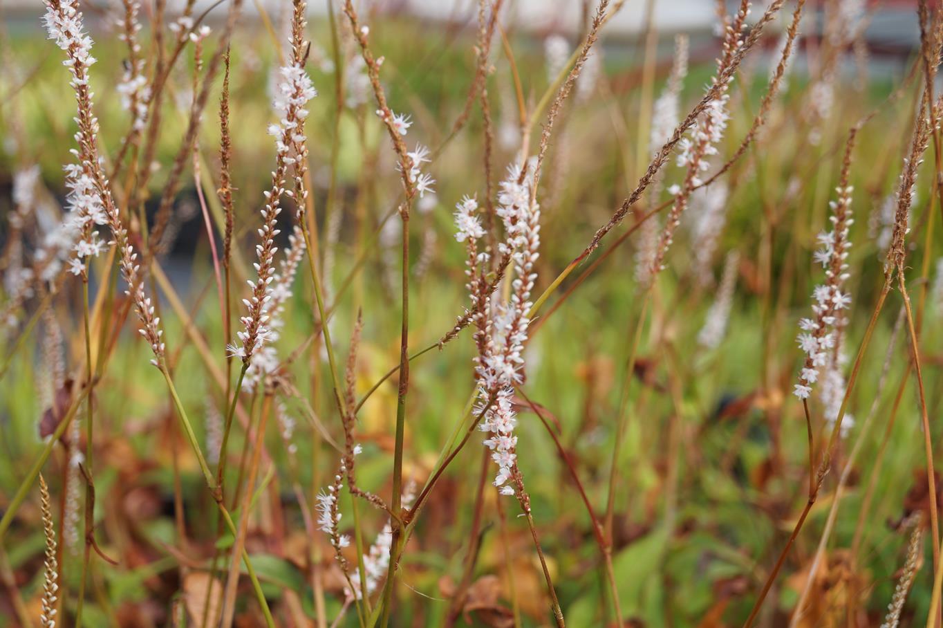 Kerzenknöterich Alba • Bistorta amplexicaulis Alba Ansicht 3