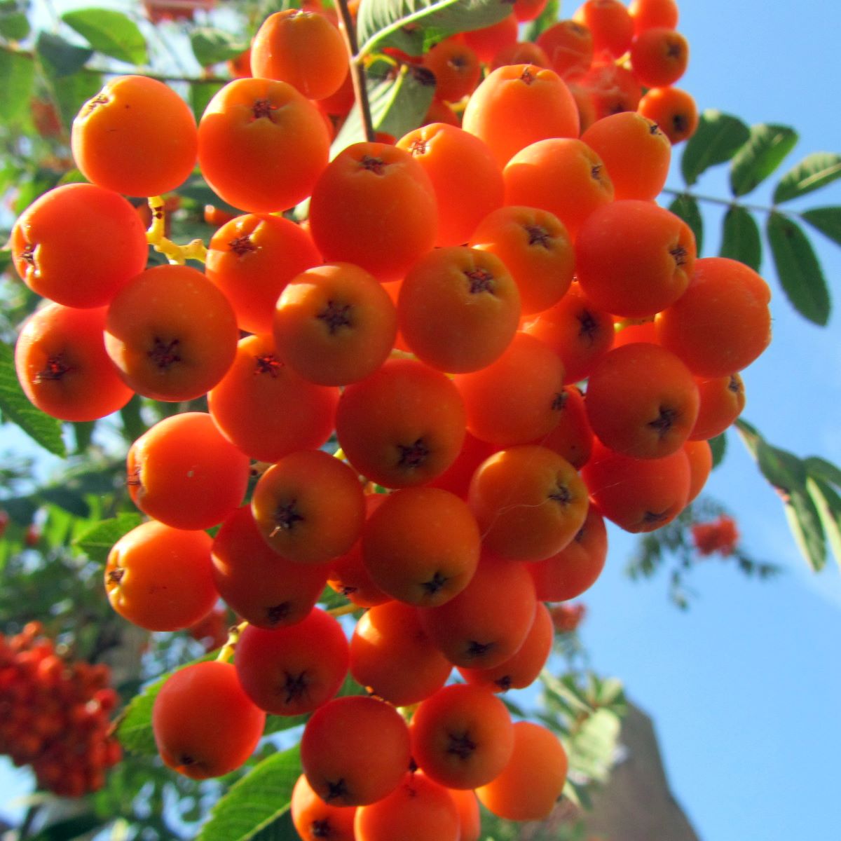 Eßbare Eberesche Rosina • Sorbus aucuparia Rosina Ansicht 4 Eßbare Eberesche Rosina • Sorbus aucuparia Rosina Ansicht 4