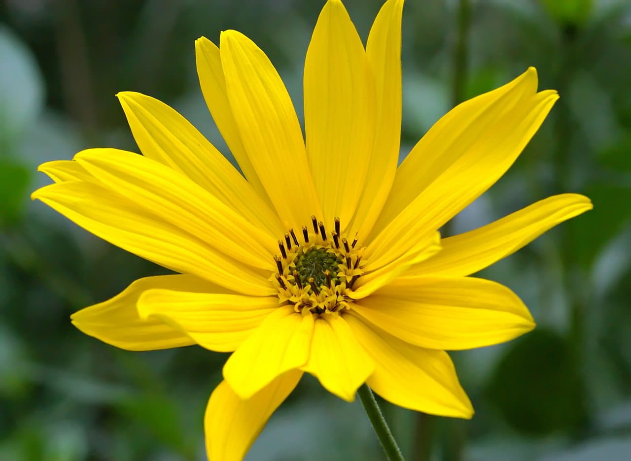 Topinambur • Helianthus tuberosus