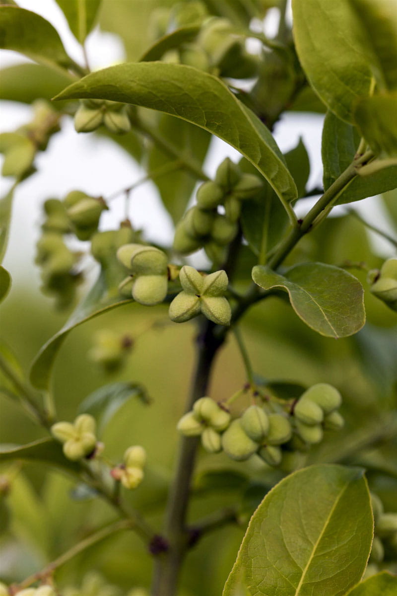 Großfrüchtiges Pfaffenhütchen • Euonymus planipes Ansicht 2