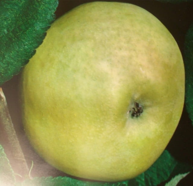 Apfel 'Weißer Klarapfel' • Malus 'Weißer Klarapfel'