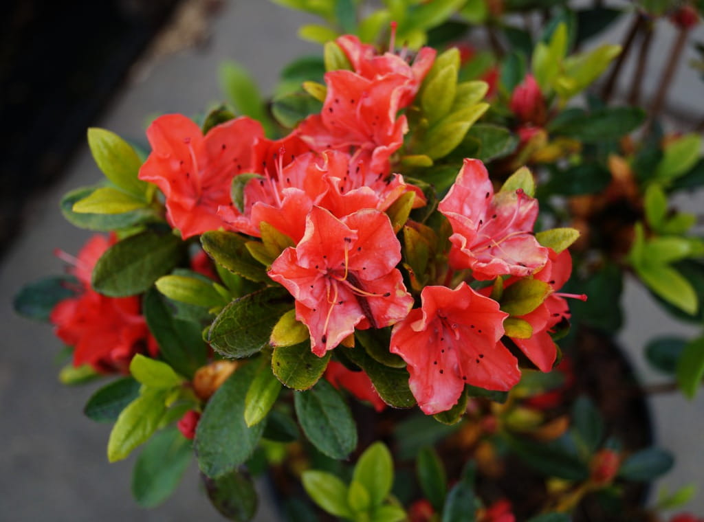 Japanische Azalee Satschiko • Rhododendron obtusum 'Satschiko'