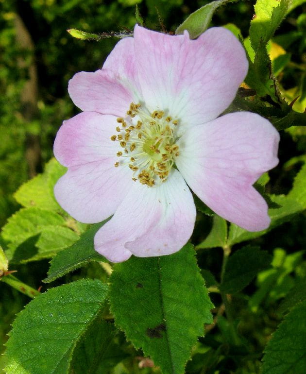 Kleinblütige Rose • Rosa micrantha