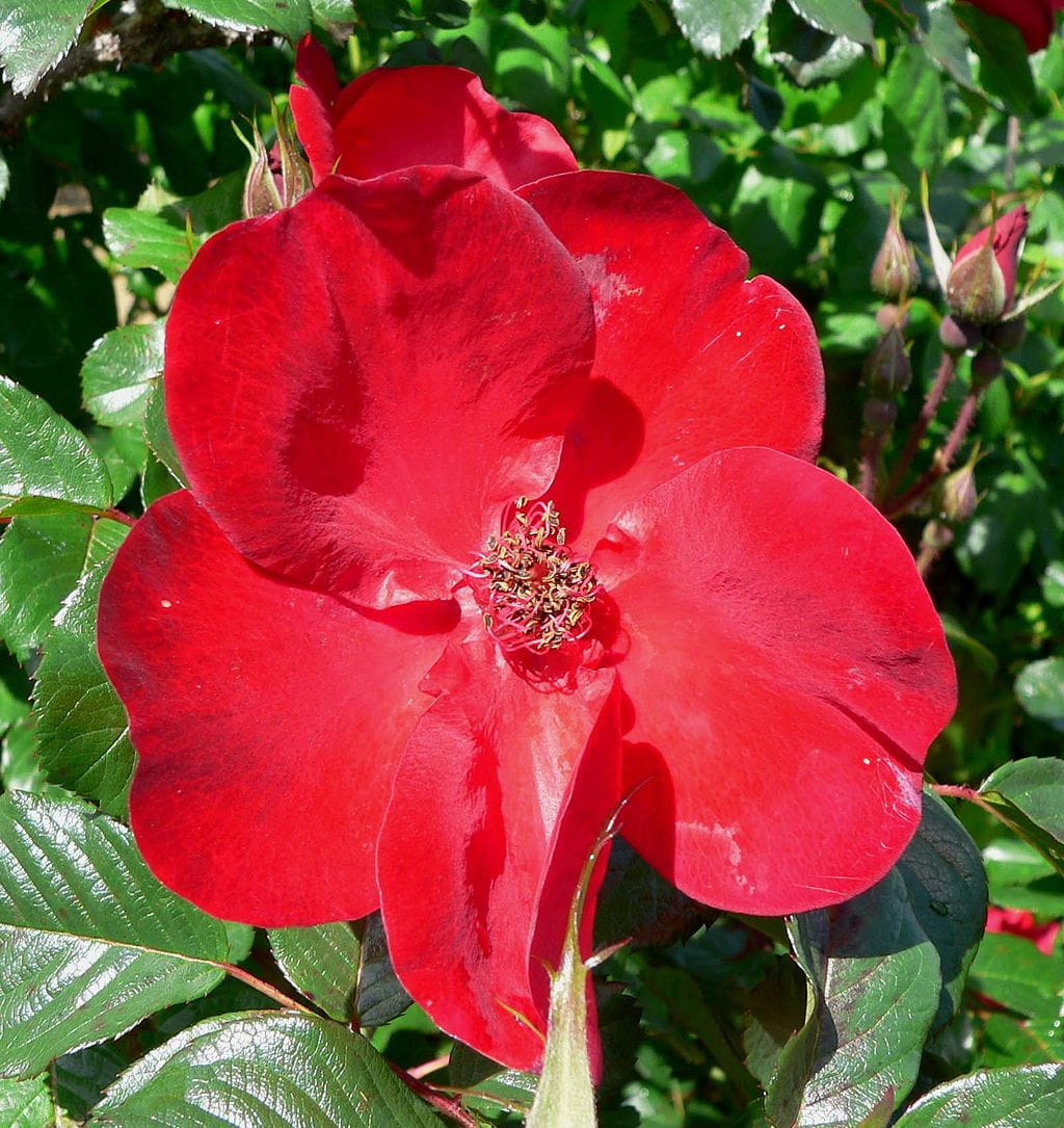 Strauchrose Robusta • Rosa Robusta Ansicht 3
