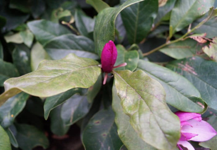 Purpurmagnolie 'Betty' • Magnolia liliiflora 'Betty'