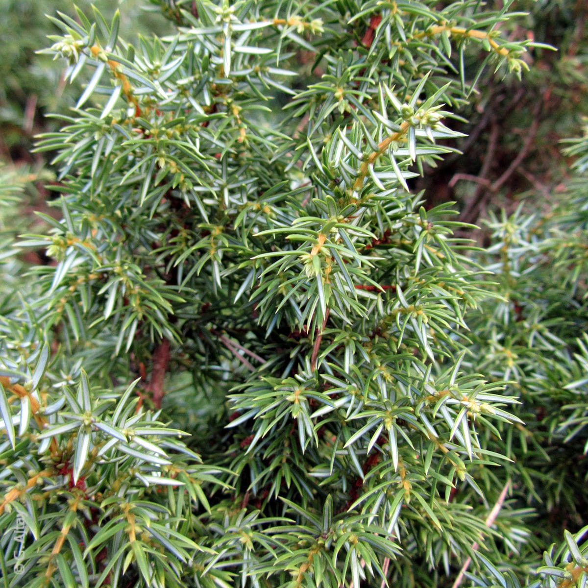 Schwedischer Säulenwacholder 'Suecica' • Juniperus communis 'Suecica' Ansicht 3