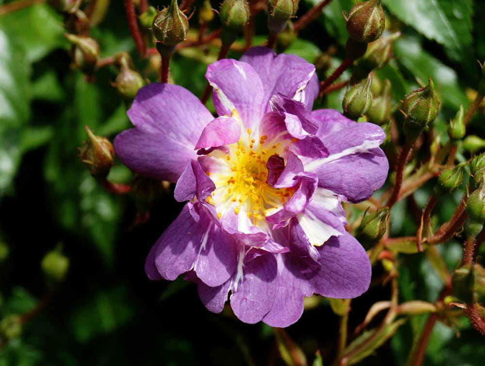Ramblerrose 'Veilchen Blau' • Rosa 'Veilchen Blau' Ansicht 1