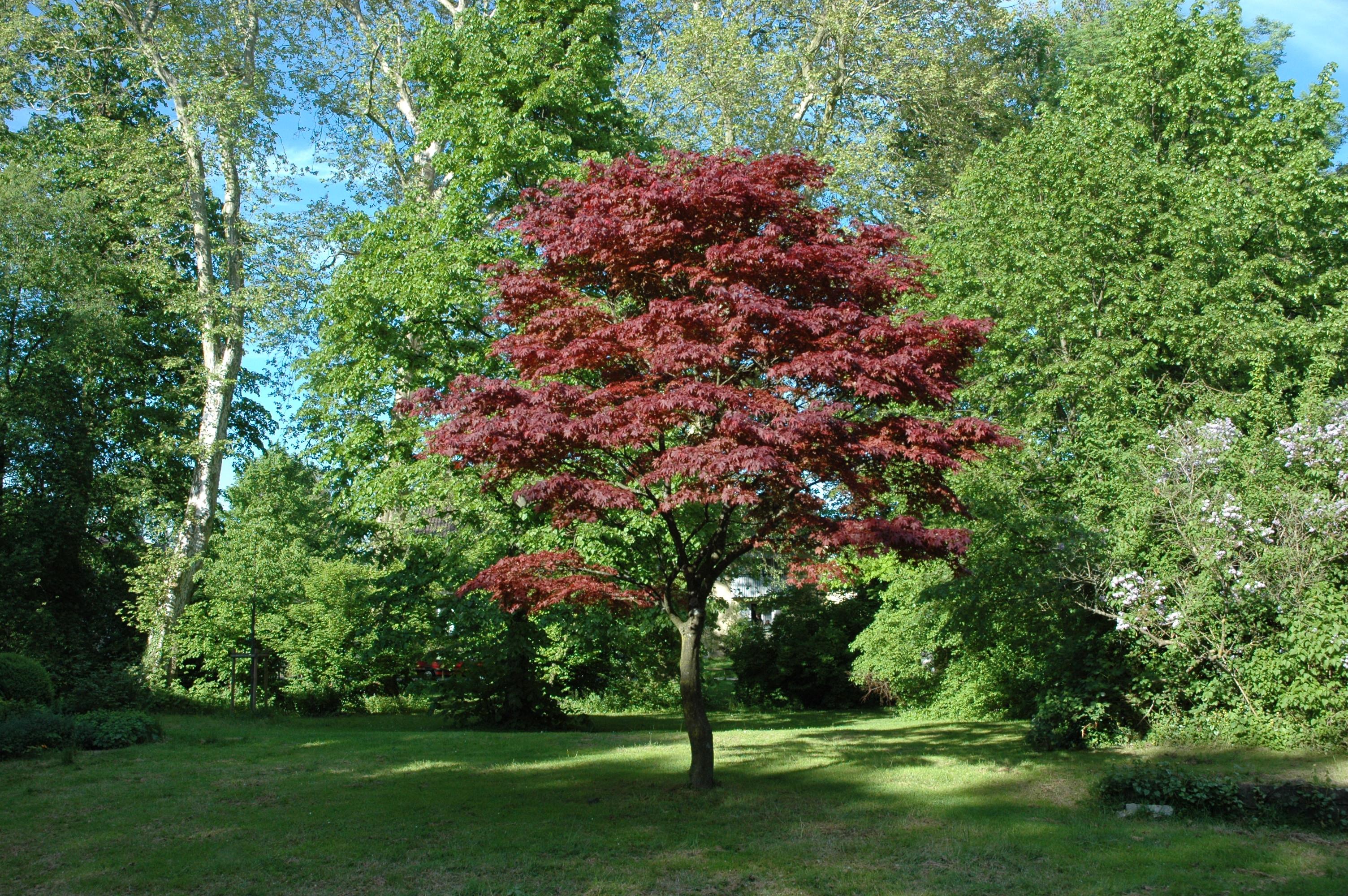 Roter Fächerahorn 'Atropurpureum' • Acer palmatum 'Atropurpureum' Ansicht 8