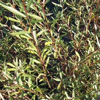 Kugelweide 'Nana' • Salix purpurea 'Nana'