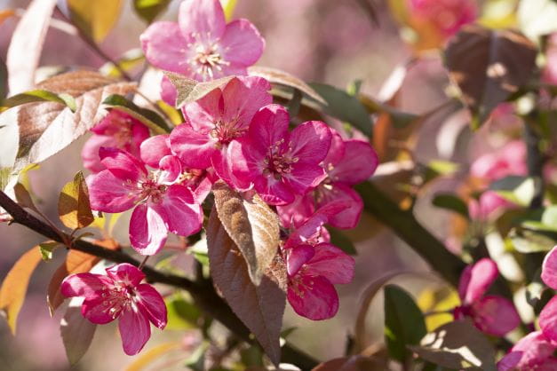 Zierapfel 'Profusion' • Malus 'Profusion' Ansicht 4