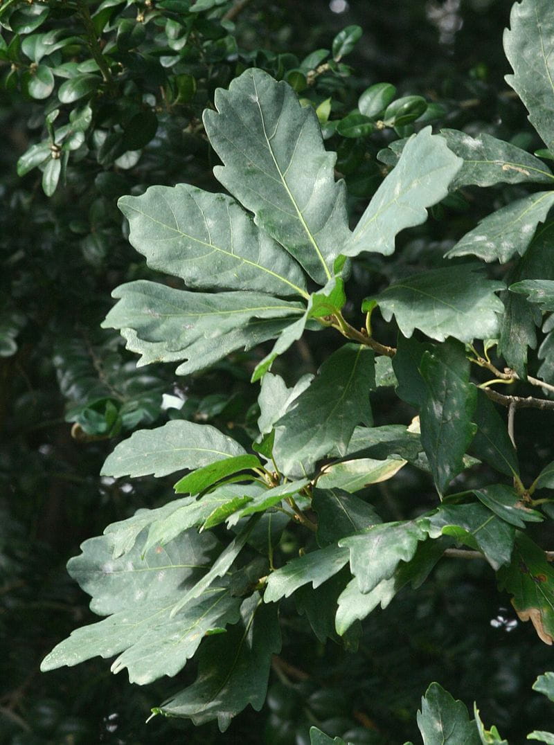 Immergrüne Eiche • Quercus turneri 'Pseudoturneri'