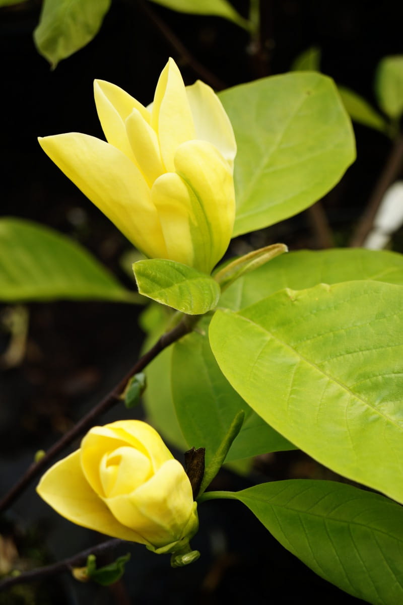 Magnolie 'Daphne' • Magnolia soulangiana 'Daphne' Ansicht 3