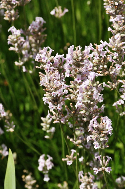 Lavendel 'Rosea' • Lavandula angustifolia 'Rosea'