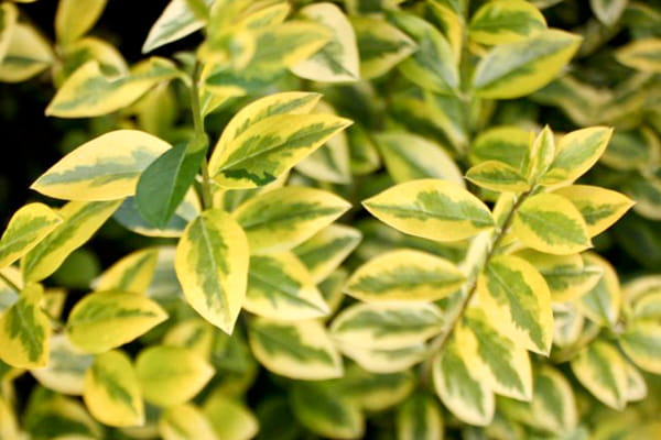 Kategorie <b>immergrüne Hecken </b> - Goldliguster 'Aureum' • Ligustrum ovalifolium 'Aureum'