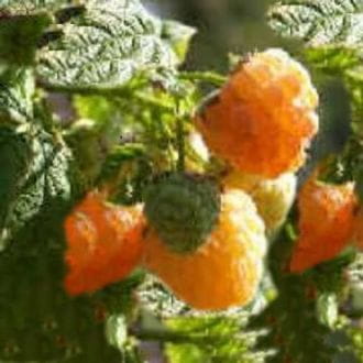 Himbeere 'Fallgold' • Rubus idaeus 'Fallgold' Ansicht 1
