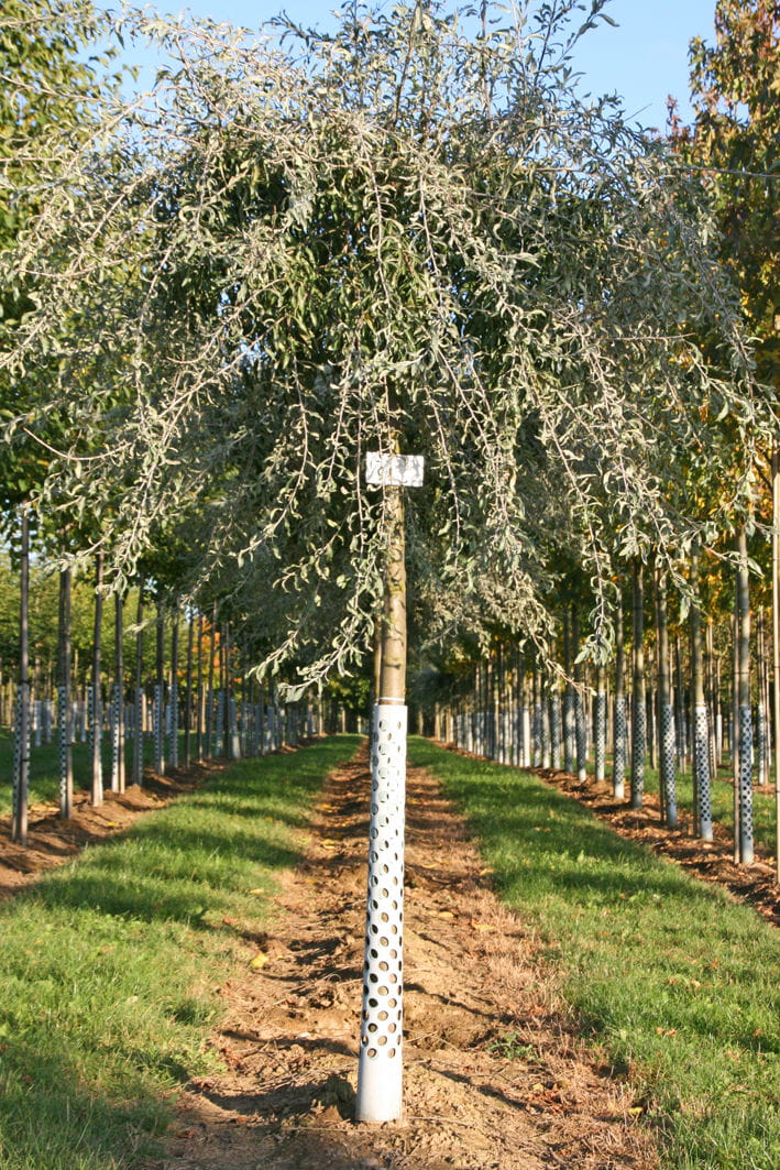 Hängende-weidenblättrige Birne 'Pendula' • Pyrus salicifolia 'Pendula'