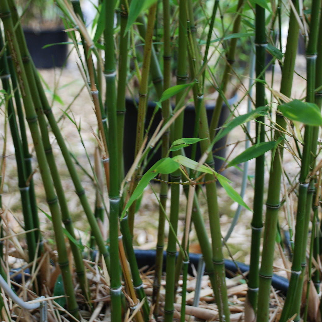Gelber Bambus • Phyllostachys aurea Ansicht 2