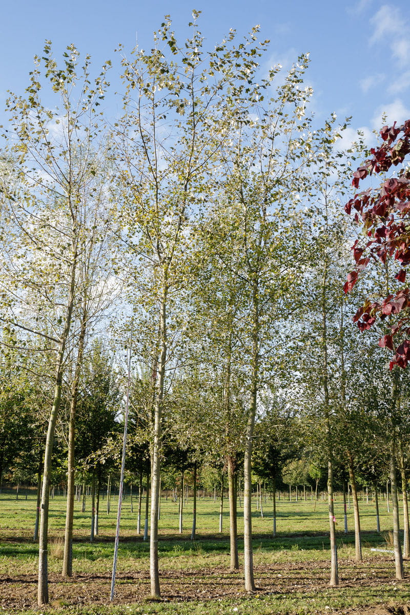 Silberpappel 'Nivea' • Populus alba 'Nivea' Containerware 100-125 cm hoch, Ansicht 2