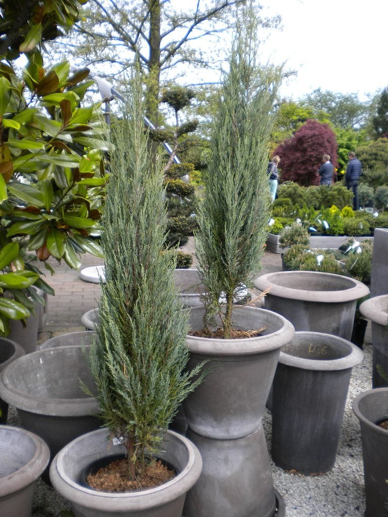 Kategorie <b>Nadelbäume u. Koniferen </b> - Raketenwachholder 'Blue Arrow' • Juniperus scopulorum 'Blue Arrow'