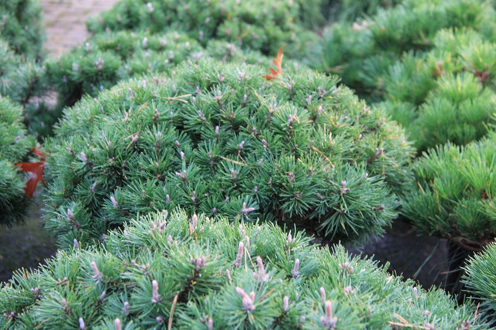 Bergkiefer 'Humpy' • Pinus Mugo 'Humpy' Ansicht 3