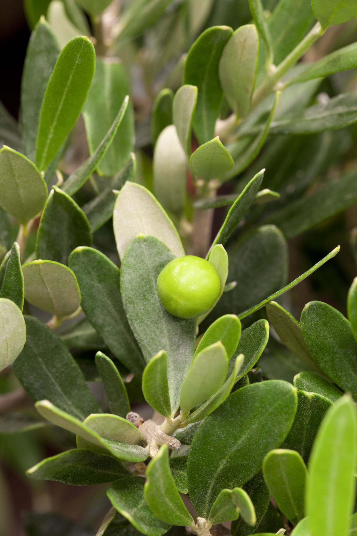 Olivenbaum Olive • Olea Europaea Ansicht 1