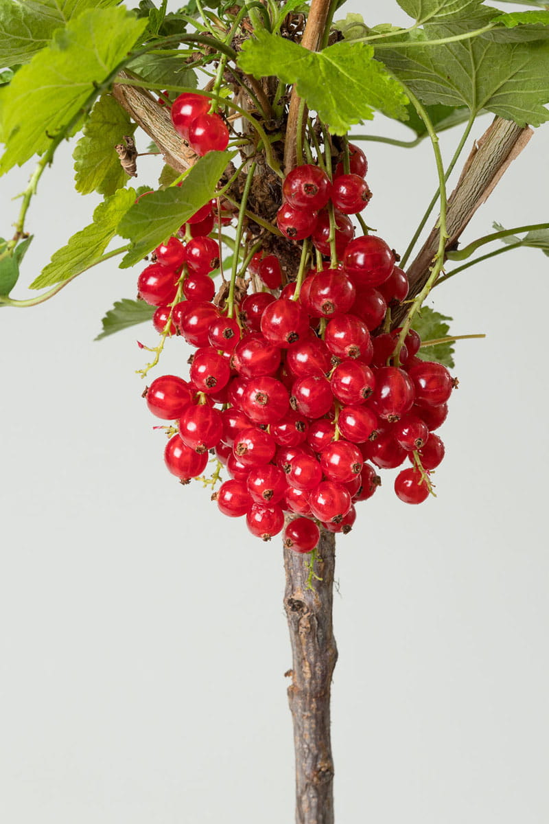 Rote Johannisbeere 'Rolan' • Ribes rubrum 'Rolan' Ansicht 2