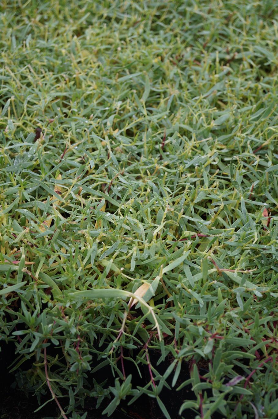 Kriechendes Schleierkraut 'Rosea' • Gypsophila repens 'Rosea' Ansicht 2