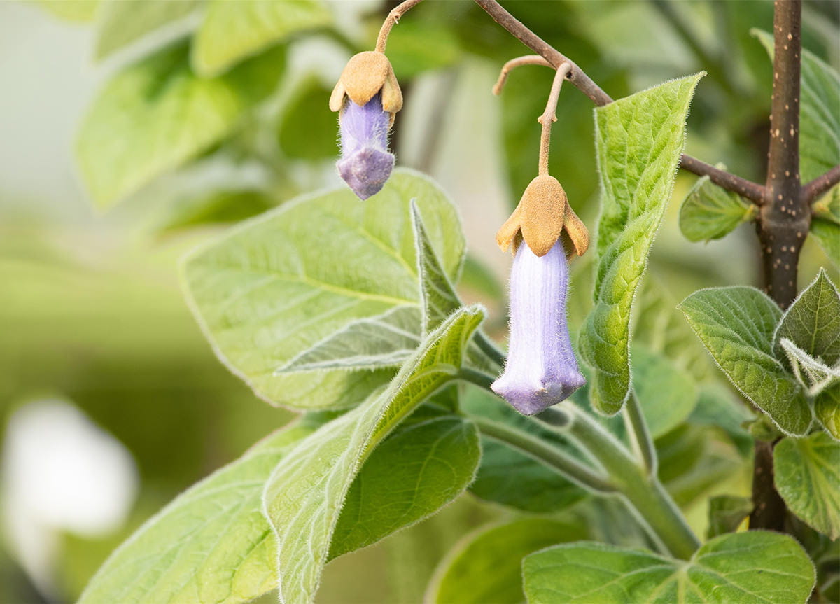 Blauglockenbaum-Paulownia-tomentosa-94016 Jetzt entdecken
Blauglockenbaum