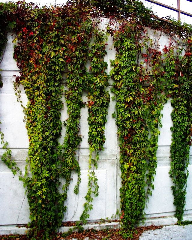 Wilder Wein • Parthenocissus quinquefolia Ansicht 1