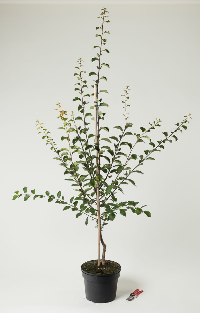 Mirabelle 'de Nancy' • Prunus domestica 'de Nancy' 120-160 cm hoch, Containerware Ansicht 1